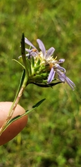 Eurybia hemispherica
