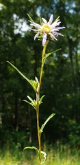 Eurybia hemispherica