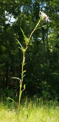 Eurybia hemispherica