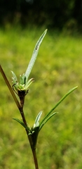 Eurybia hemispherica