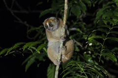 Sunda Slow Loris photo 4