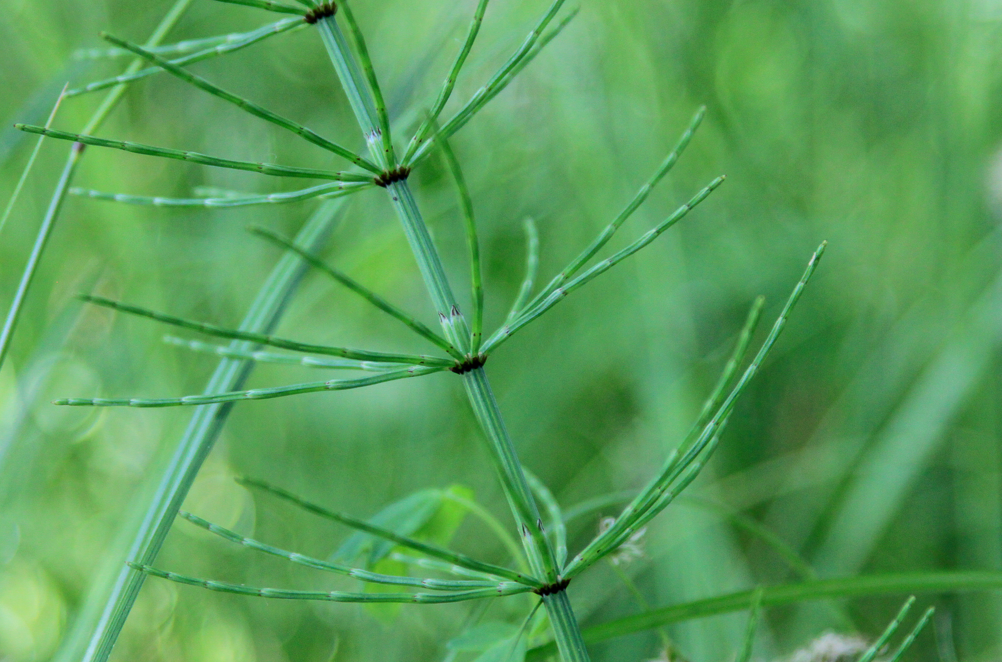 Equisetum palustre