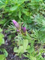 Gentianella amarella acuta