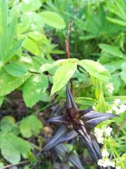 Gentianella amarella acuta