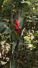 Heliconia stricta