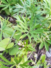 Gentianella amarella acuta
