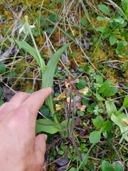 Pedicularis labradorica