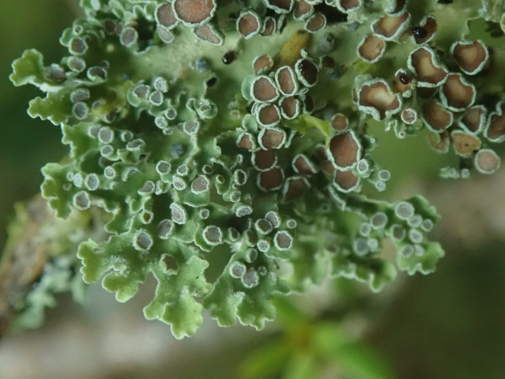 Pannaria euphylla