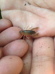 Cambarus acuminatus