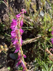 Hedysarum occidentale