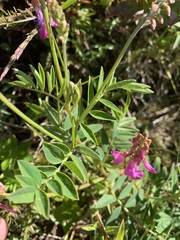 Hedysarum occidentale