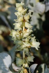 Atriplex jubata