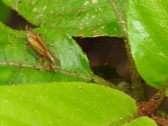 Orthopagus splendens