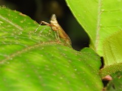 Orthopagus splendens