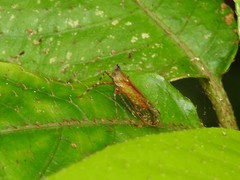 Orthopagus splendens