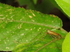 Orthopagus splendens