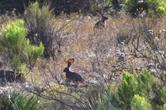 Lepus californicus bennettii