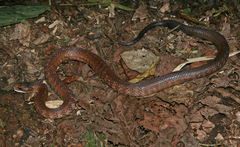 Solomons Coral Snake photo 5
