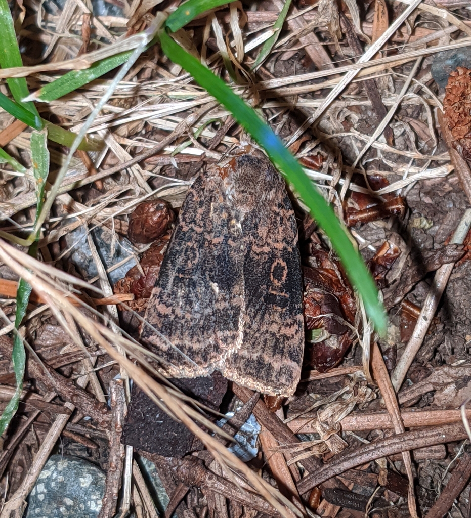 Abagrotis baueri