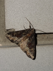 Apamea amputatrix