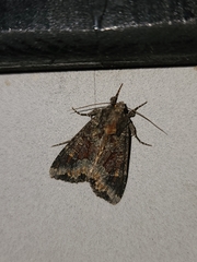 Apamea amputatrix