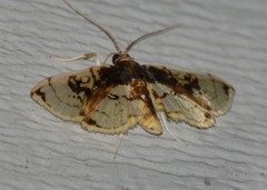 Compacta hirtalis