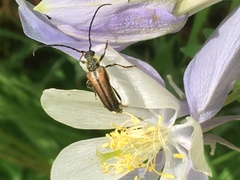 Lepturobosca nigrolineata