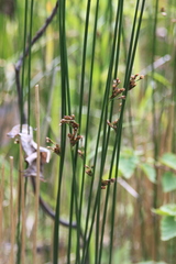 Juncus beringensis