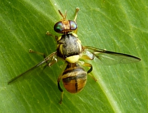 Bactrocera endiandrae