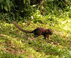 Tupaia glis