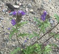 Phacelia franklinii