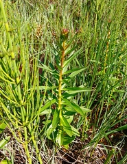 Lobelia sessilifolia