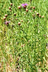 Centaurea × gerstlaueri