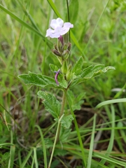 Priva grandiflora