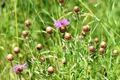 Centaurea × gerstlaueri
