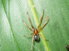 Phrurolithidae