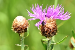 Centaurea × gerstlaueri