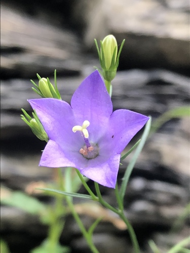 intermediate bellflower