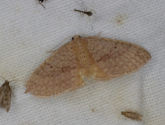 Poecilasthena anthodes