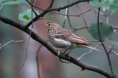 Anthus trivialis