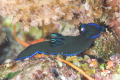 Tambja morosa