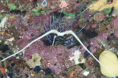 Panulirus versicolor