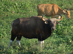 Banteng photo 3