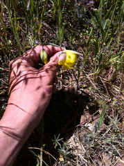 Calochortus pulchellus