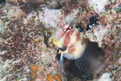 Crossosalarias macrospilus