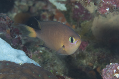 Pycnochromis atripes