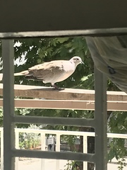 Streptopelia decaocto