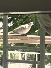 Streptopelia decaocto