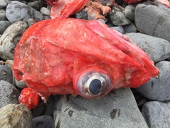 Sebastolobus alascanus