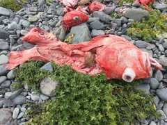 Sebastolobus alascanus